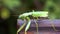 4K. Green praying mantis. The insect is walking. Leaves and vegetation.