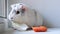 4k Grey white guinea pig chewing green salad leaf and carrot at home - animals food and domestic pets concept