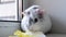 4k Grey white guinea pig chewing green salad leaf at home - animals food and domestic pets concept