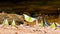 4K. group of colorful butterflies moving butterfly wings on the ground and flying in nature near the river, selective focus