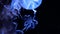 4k. Group of fluorescent jellyfish swimming in aquarium pool. Transparent jellyfish underwater footage with glowing medusa moving