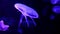 4K. group of fluorescent jellyfish swimming in Aquarium pool. transparent jellyfish underwater footage with glowing medusa moving
