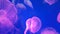 4K. group of fluorescent pink jellyfish swimming in Aquarium pool. transparent jellyfish underwater footage with glowing medusa