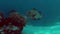 4k Harlequin sweetlips on a coral reef