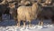 4K Herding sheep in snow winter mountains, flock of lambs grazing hill, pastoral