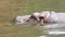 4K hippopotamus mammal animal in the natural river