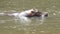 4K hippopotamus mammal animal in the natural river