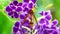 4K hornet details closeup view flowers rosebud