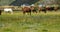 4k horse grazing on the grassland,shangri-la yunnan,china.