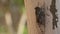 4K Horsefly, Gadfly, Insect, Fly, Flyer on Tree Lefkada Greece, Dangerous Botfly