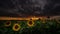 4k Hyperlapse video footage over sunflower filed at sunset time