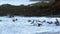 4K Incredible wildlife footage of Pelicans feeding off a beach in Costa Rica.