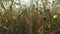 4K. Inside the ripe corn field, which ready for harvesting