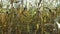 4K. Inside the ripe corn field, which ready for harvesting. Close-up panoramic view