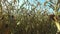 4K. Inside the ripe corn field, which ready for harvesting. Close-up panoramic view