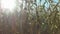 4K. Inside the ripe corn field, which ready for harvesting. Close-up panoramic view