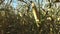 4K. Inside the ripe corn field, which ready for harvesting. Close-up view