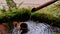 4K Leaking water from bamboo pipe in tranquil garden at japanese temple