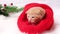 4k A little Christmas ginger kitten licks its lips in a knitted red santa hat. Soft and cozy with a Christmas tree