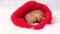 4k A little Christmas ginger kitten sleepy kitten hiding in santa hat. Soft and cozy on light background. Concept of
