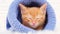 4k. Little orange kitten sleeps in a knitted blue hat. Soft and cozy. Christmas, home comfort and new year and