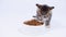 4k little striped kitten run up to big bowl with food and start eating dry cat food for small kittens. Advertising kitty