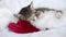 4k Little striped kitten sleeping with Christmas Santa hat. Cats lying on white bed. Holidays and relax