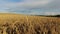 4K. Low flight above ripe crop field at sunset, aerial panoramic view