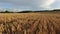 4K. Low flight and takeoff above ripe crop field at sunset, aerial panoramic view