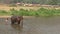 4K Mahout man washing and bathing his elephant in the river of Thailand