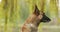 4K Malinois Dog Sitting Under Tree Branches. Belgian Sheepdog Are Active, Intelligent, Friendly, Protective, Alert And