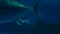 4K. manta ray swimming with giant fish in big aquarium