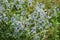 4k. Meadow flowers blue head plant  with a wild wasp collecting nectar sway in the wind in a summer day