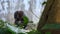 4K, Mountain gorilla eating with hand some grass in forest. Herbivorous apes