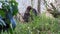 4K, Mountain gorilla eating with hand some grass in forest. Herbivorous apes