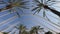4k Nadir shot of a path with tall palm trees arecaceae on the sides and a wavy metal structure at the top