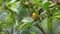 4k Nature Footage of Yellow-rumped flowerpecker Prionochilus xanthopygius eating berries endemic of Borneo