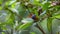 4k Nature Footage of Yellow-rumped flowerpecker Prionochilus xanthopygius eating berries endemic of Borneo