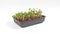 4k One container with green microgreen sprouts of Radish Coral, rotates around its axis. Concept of healthy eating, wholesome food