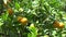 4K Orange Fruits in Orchard, Fresh Juicy Tropical Citrus Fruits Branches Tree