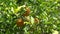4K Orange Fruits in Orchard, Fresh Juicy Tropical Citrus Fruits Branches Tree