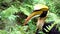 4K, Oriental Buceros Bicornis bird in nature wildlife at tropical forest