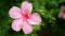 4K of pink Hibiscus rosa-sinensis in park with green leaves plant at background with gentle wind. Hibiscus flower