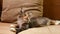 4k. Playful Funny Curious Classic Black Tabby Young Maine Coon Kitten Cat Lying At Home Sofa. Coon Cat, Maine Cat, Maine