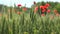 4K Poppy Field Red Flowers Agriculture Wheat Harvest Rye View Cereal Summer Land