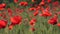 4K Poppy field in sunset, agriculture wheat harvest, red flowers, rye view cereal