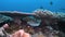 4k porcupinefish