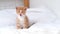 4k Portrait striped red ginger kitten wakes up, yawns and stretches. kitty looking at camera. Concept of happy adorable