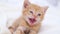 4k Portrait striped red ginger kitten wakes up, yawns and stretches. kitty looking at camera. Concept of happy adorable