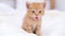 4k Portrait striped red ginger kitten wakes up, yawns and stretches. kitty looking at camera. Concept of happy adorable